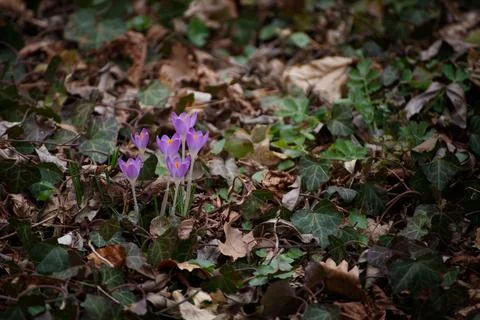 Crocus closeup in the forest Stock Photos