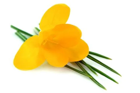 Crocus closeup Stock Photos