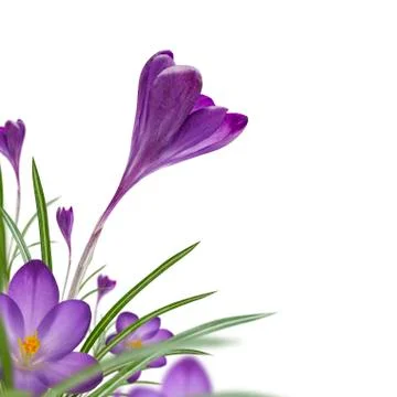 Crocus Corner Stock Photos