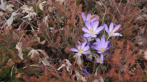 Crocus (Crocus tommasinianus) and heather (Erica) Stock Footage 13796095