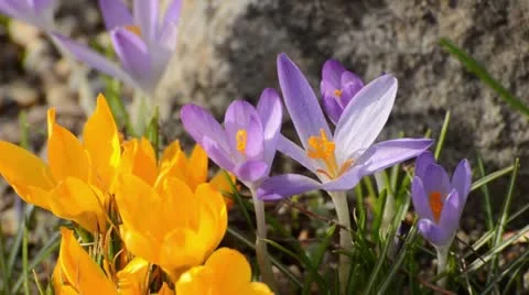 Crocus (Crocus tommasinianus) and yellow crocus (Crocus flavus) Stock Footage 12677104