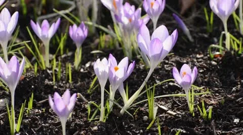 Crocus (Crocus tommasinianus) Stock Footage 12677101