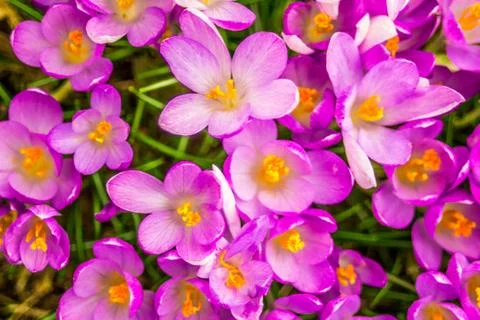 Crocus, crocuses, croci. Iris family Stock Photos