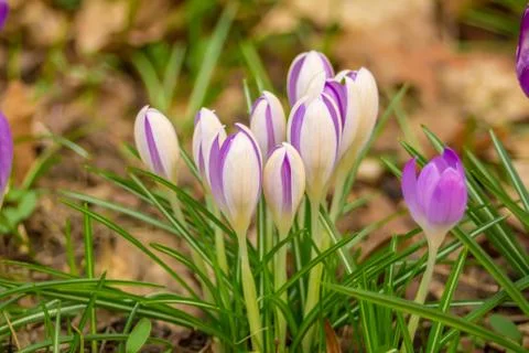 Crocus, crocuses, croci. Iris family Stock Photos