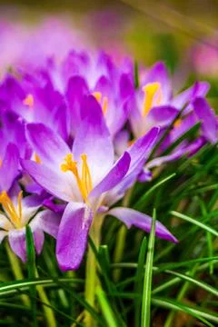 Crocus, crocuses, croci. Iris family Stock Photos