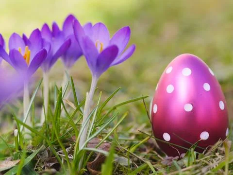 Crocus with easter eggs on meadow Stock Photos
