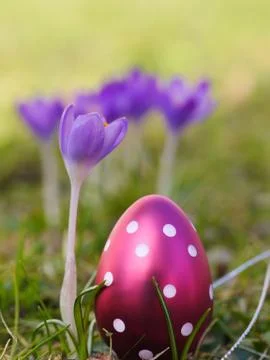 Crocus with easter eggs on meadow Stock Photos