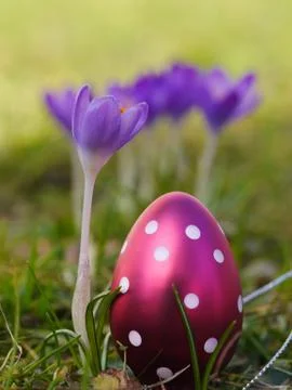 Crocus with easter eggs on meadow Stock Photos