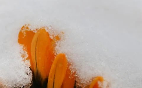 Crocus emerging through snow surface Stock Photos