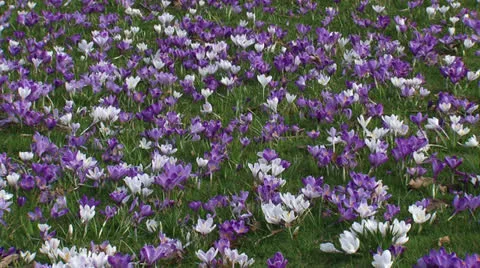 Crocus field - full screen Stock Footage 25583257