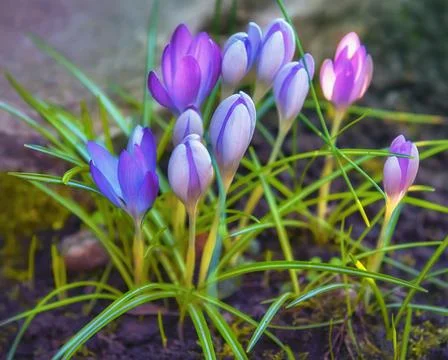 Crocus First blooming spring flowers in garden. Plants for park, garden Foto stock