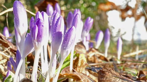 Crocus first flower after winter Stock Footage 47580806