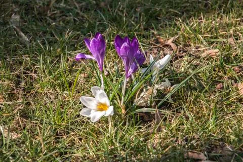 Crocus - the first sign of spring. Stock Photos