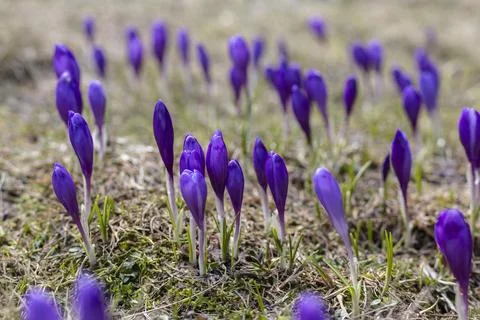 Crocus. First spring days. Flowers and bloom Foto stock