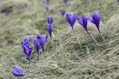 Crocus. First spring days. Flowers and bloom Stock Photos