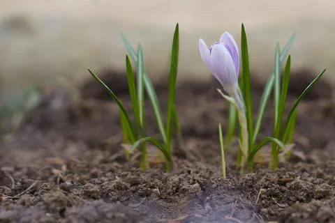Crocus first spring flowers growing Stock Photos