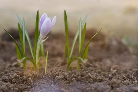 Crocus first spring flowers growing with sun light Stock Photos