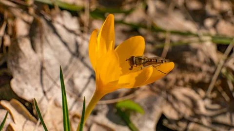 Crocus flavus Фото