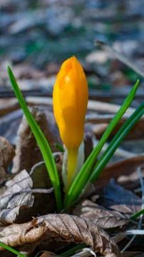 Crocus flavus Фото