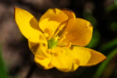 Crocus flavus Stock Photos