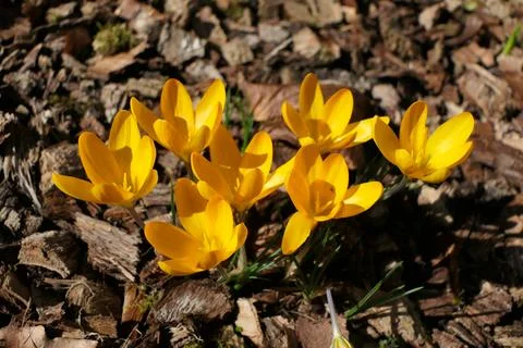 Crocus flavus. Foto stock