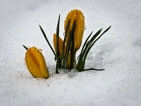 Crocus flavus (Yellow Crocus) Foto stock