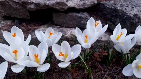 A crocus flower in a bed. Crocus plant, flower bed blooming in spring. Stock Footage 305646491