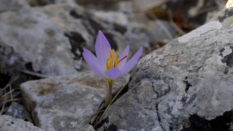 Crocus flower between rocks HD Stock Footage 221026282