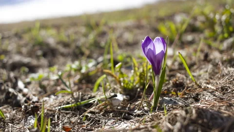 Crocus flower blooming at springtime, nature, spring, 4K Video stock 131357207