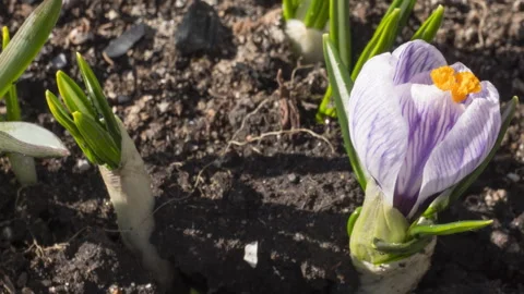 Crocus flower blooming, time lapse Vídeo Stock 288136546