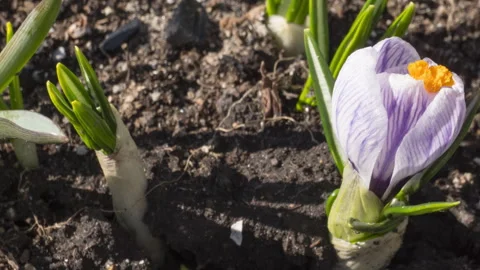 Crocus flower blooming, time lapse Video stock 290428182