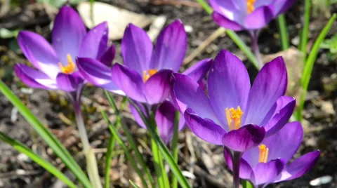 Crocus flower blossom in springtime Vídeo Stock 68946714