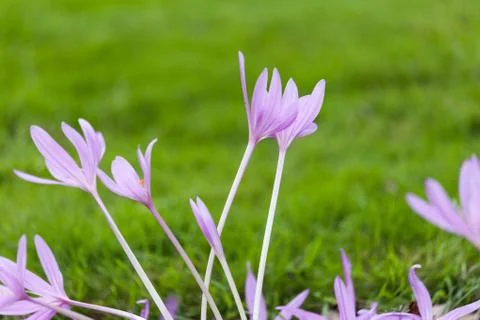 Crocus flower on a blurred background Stock Photos