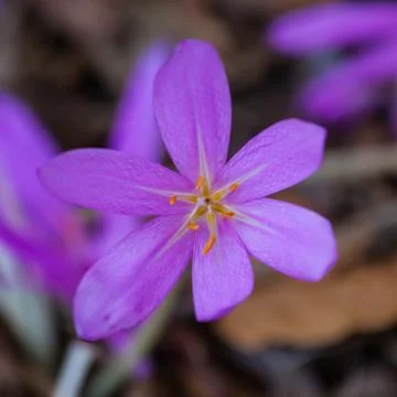 Crocus flower on a blurred background Stock Photos