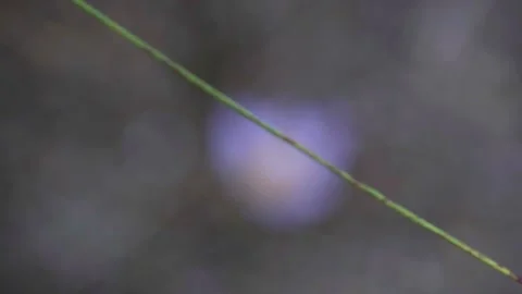 Crocus flower in bushes HD macro Stock Footage 221026019