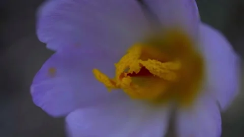 Crocus flower close-up HD Stock Footage 221026278