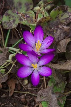 Crocus flower close up, which are among the first heralds of spring Stock Photos