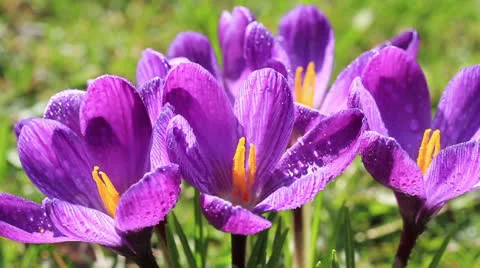 Crocus flower closeup Stock Footage 22517050