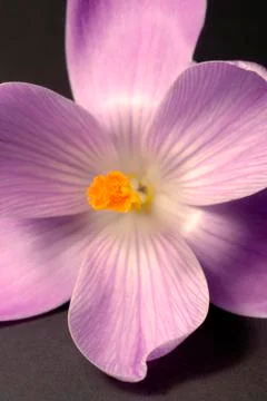 Crocus flower closeup Stock Photos