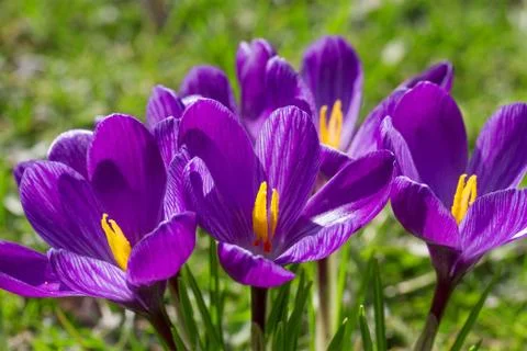 Crocus flower closeup Foto stock