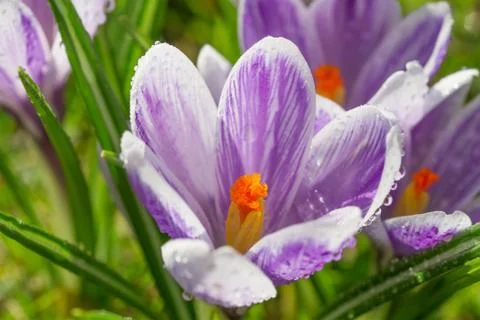 Crocus flower closeup Stock Photos