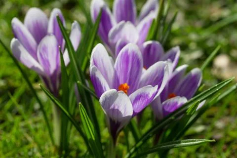 Crocus flower closeup Stock Photos