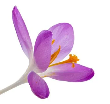 Crocus flower closeup on white background Stock Photos