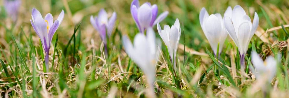 Crocus flower on field at springtime Stock Photos