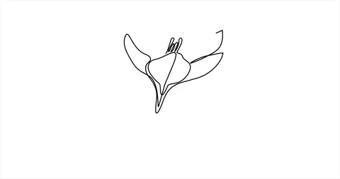 Crocus flower Stock Footage 300202846