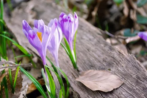 Crocus flower in the forest Stock Photos