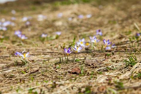 Crocus flower grows in a clearing in spring after winter Stock Photos