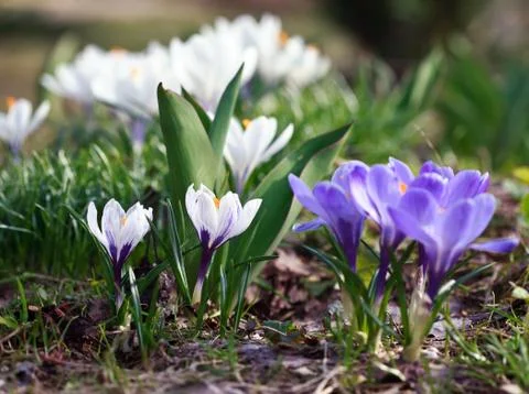 Crocus flower heads Stock Photos
