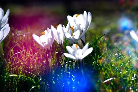 Crocus flower heads Stock Photos