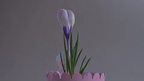 Crocus flower moves in the frame. Flower bud on a gray background. Spring flower Video stock 126174026